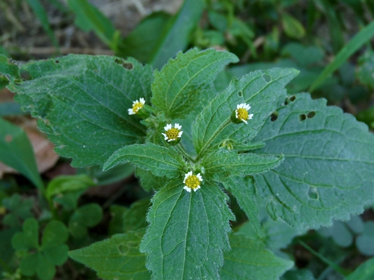 {Galinsoga quadriradiata}